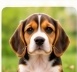 Puppy 3