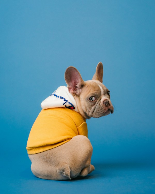 Leash Essentials