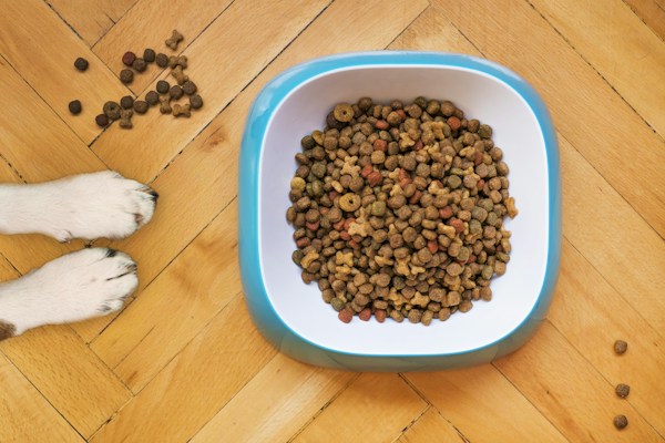 Puppy Food